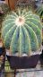 Preview: Notocactus magnificus